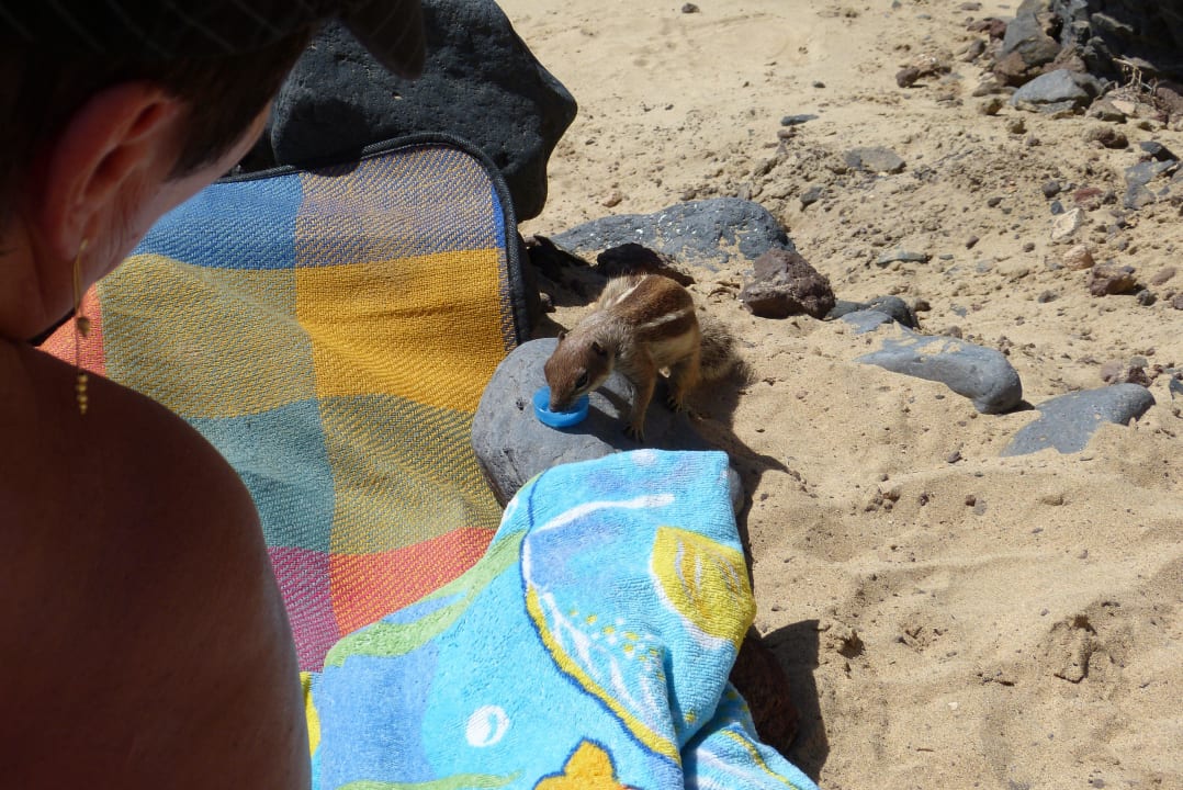 Die kleinen mögen auch Wasser SBH Club Paraiso Playa