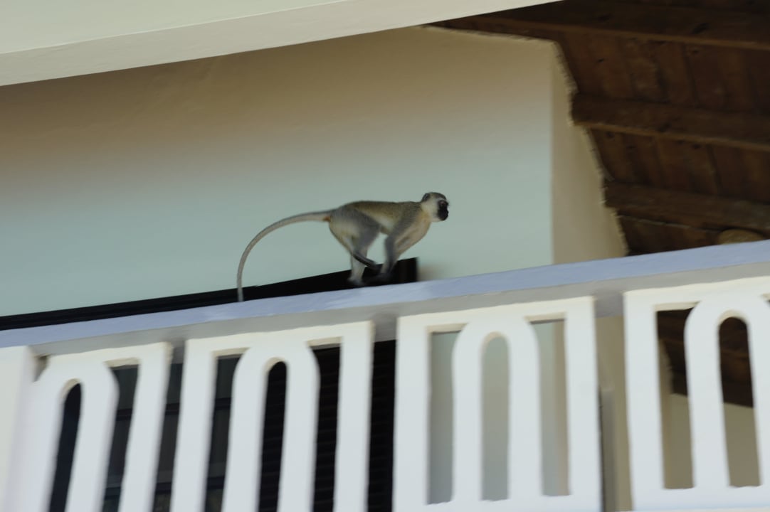 Małpka PrideInn Flamingo Beach Resort & Spa