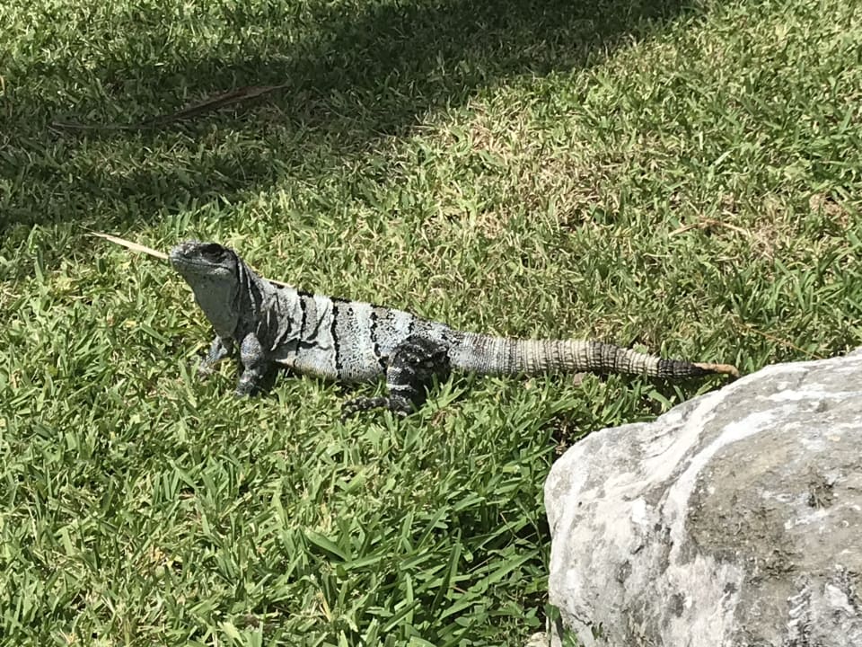 Gartenanlage Grand Palladium Select White Sand Resort & Spa