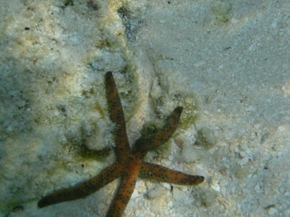 Seestern Fihalhohi Maldives
