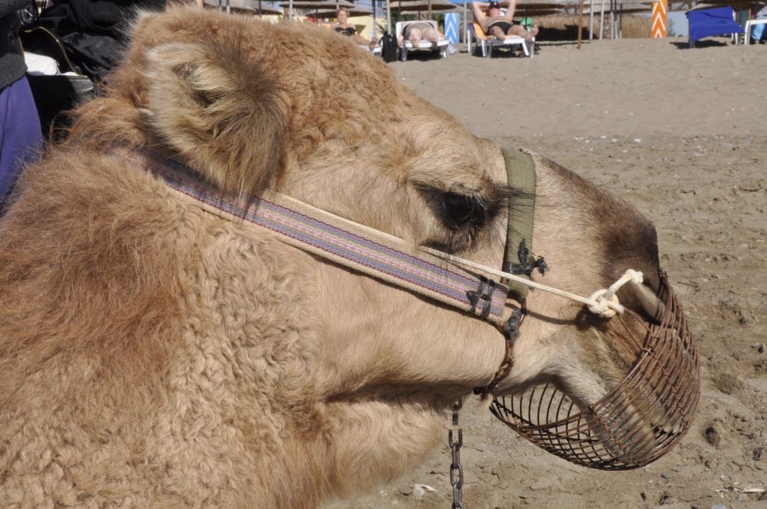 Täglich grüßte das Kamel Siam Elegance Hotels & Spa