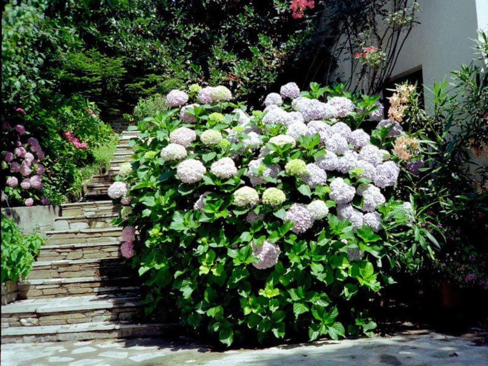 Flowers in Garden Villa Georgie