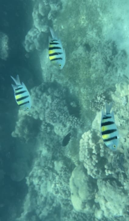 Sport & Freizeit Desert Rose