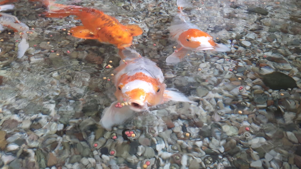 Gartenanlage Tropical Islands Resort