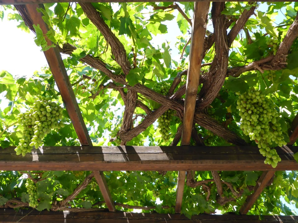 Innenhof Alexander Beach Hotel & Village Resort