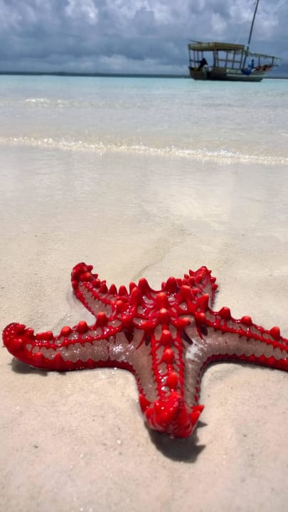 Schöner kann's Monet nicht malen Royal Zanzibar Beach Resort