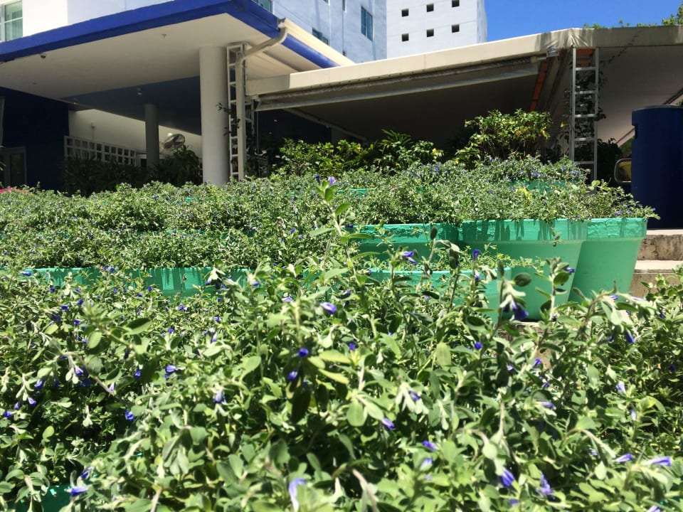 Gartenanlage Hotel The Shore Club