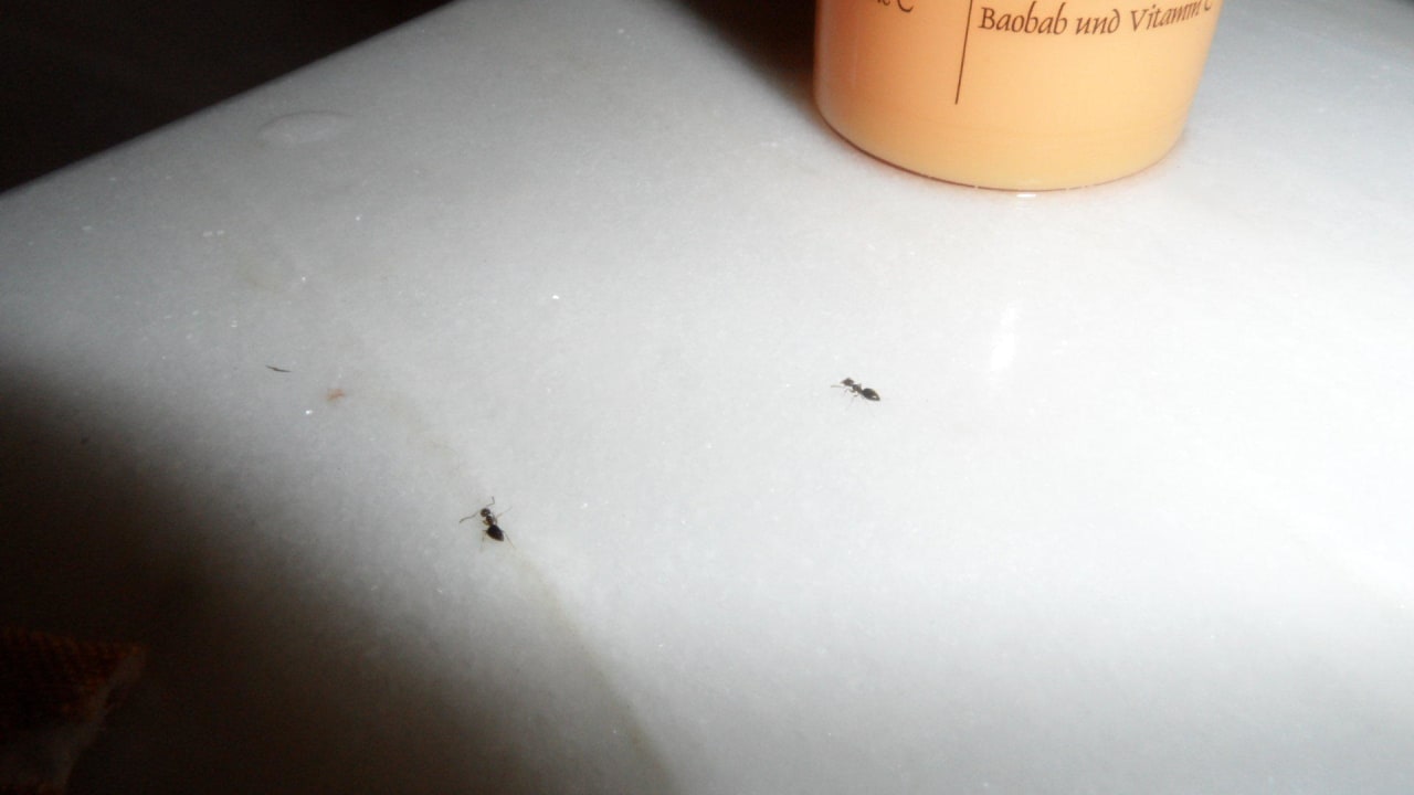 Ameisen auf Badewanne Hotel Quinta Splendida Wellness & Botanical Garden