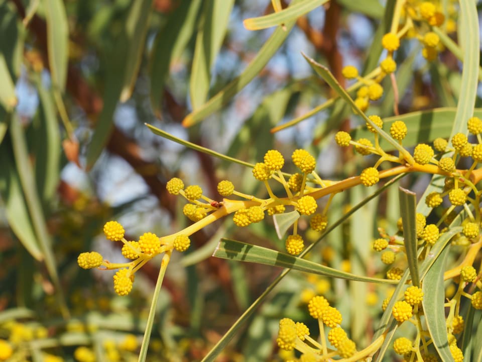 Gartenanlage Iberostar Waves Mehari Djerba