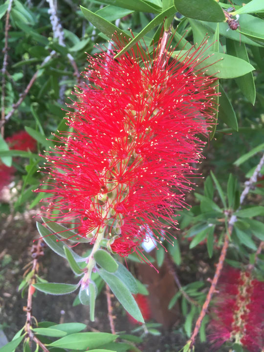 Gartenanlage TUI MAGIC LIFE Calabria