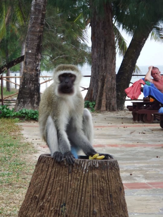 Taki żem śliczny Neptune Beach Resort