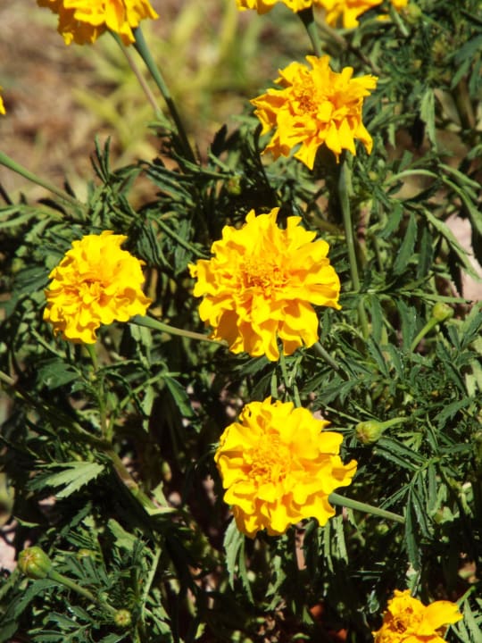 Tagetes Kalahari Anib Lodge