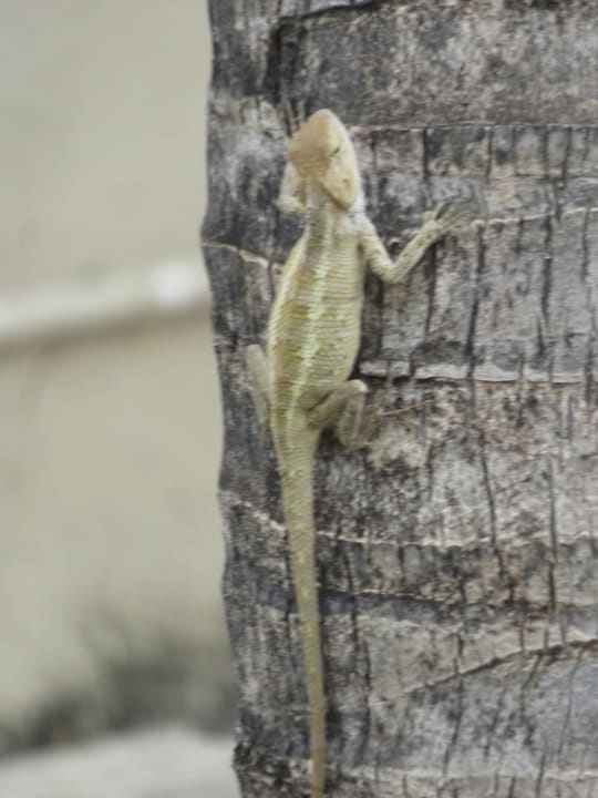 Gartenanlage Hotel Villas Caroline