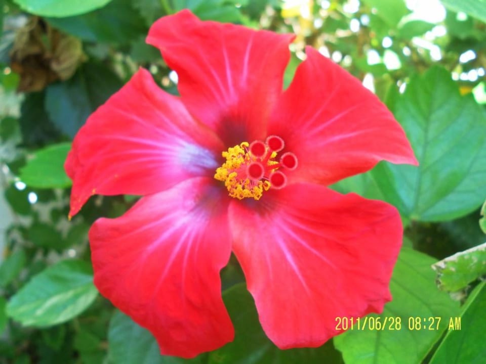 Wunderschöner Hibiskus (Nahaufnahme) The Orangers Beach Resort and Bungalows