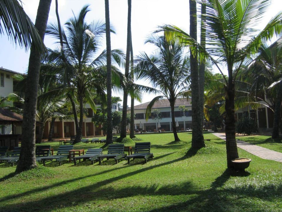 Ogród palmowy i widok na budynek hotelowy Mermaid Hotel & Club