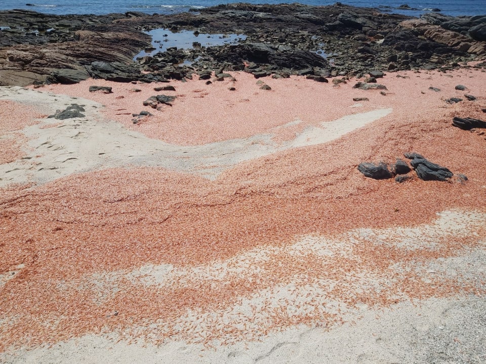 Strand Wyndham Garden Salalah Mirbat