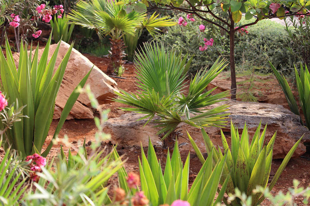 Garten Hotel Riu Touareg