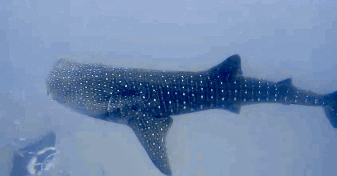 Sport & Freizeit NH Collection Maldives Reethi Resort