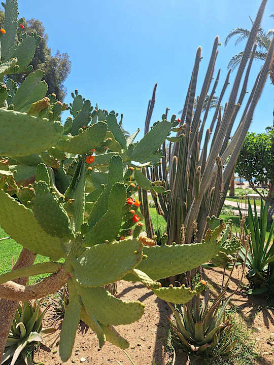 Gartenanlage Shams Safaga Resort