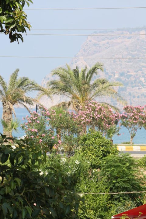 Palmen an der Strandstraße Blue Diamond Alya