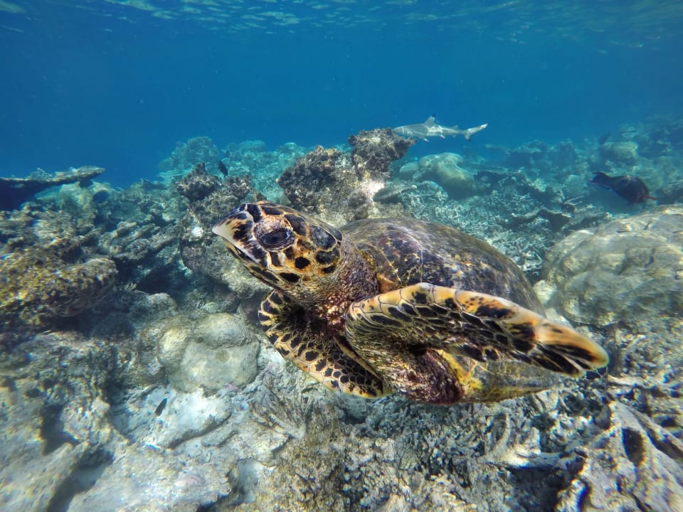 Karettschildkröte NH Collection Maldives Havodda Resort