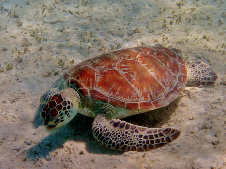 Schildkröte in der Lagune Hotel Gorgonia Beach Resort