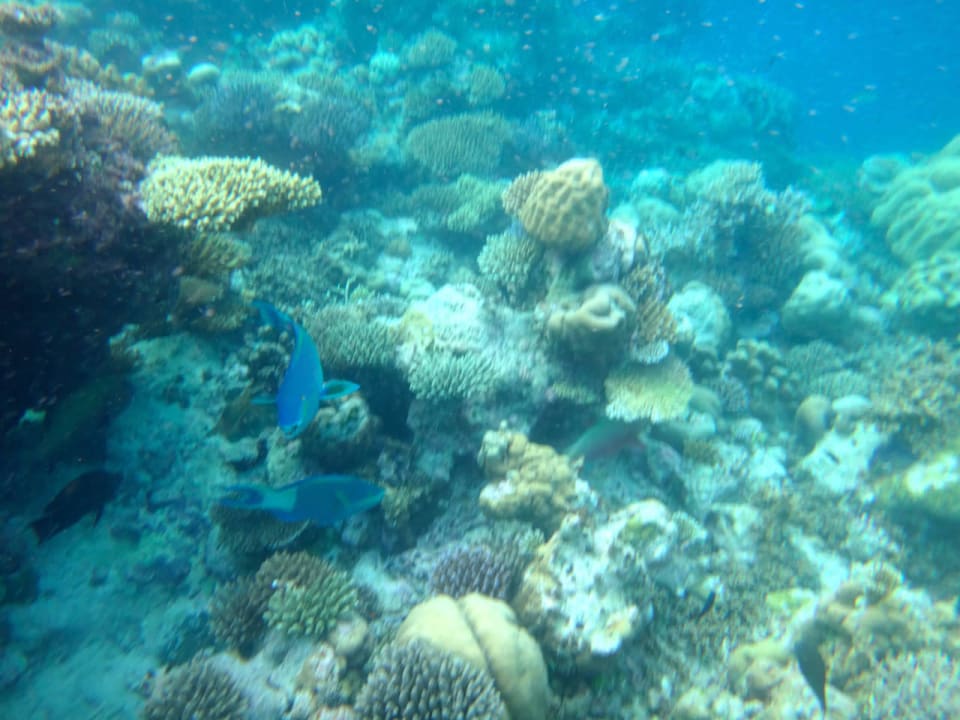 Unterwasserwelt Cinnamon Hakuraa Huraa Maldives