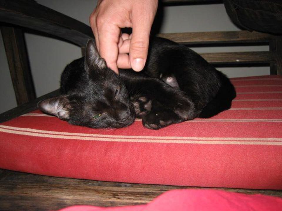 Katze Thai House Beach Resort