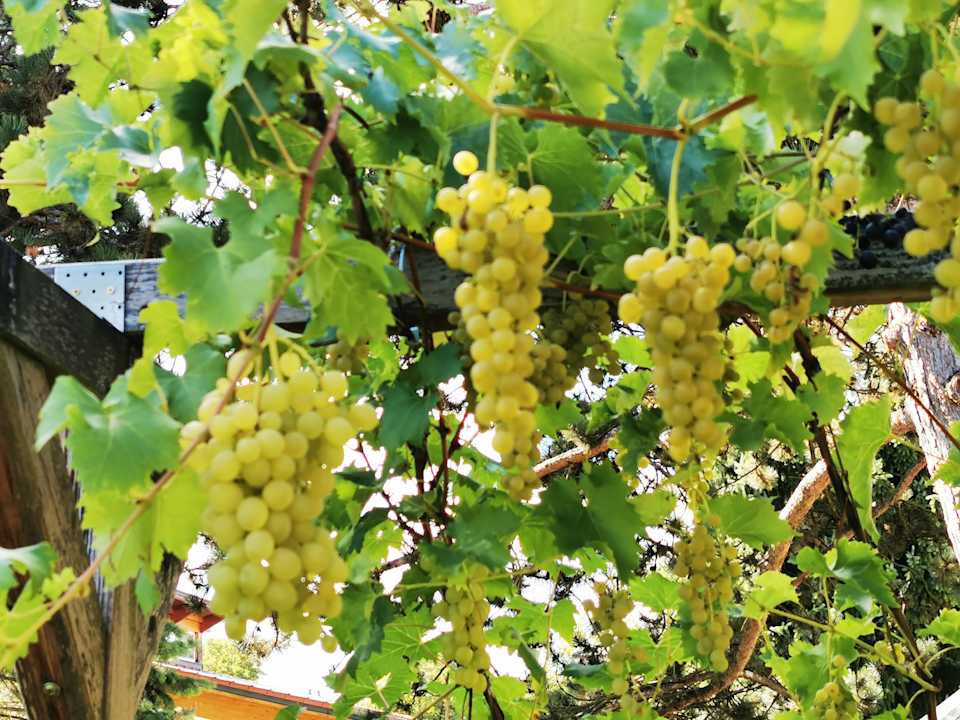 Gartenanlage Kurhotel Zink