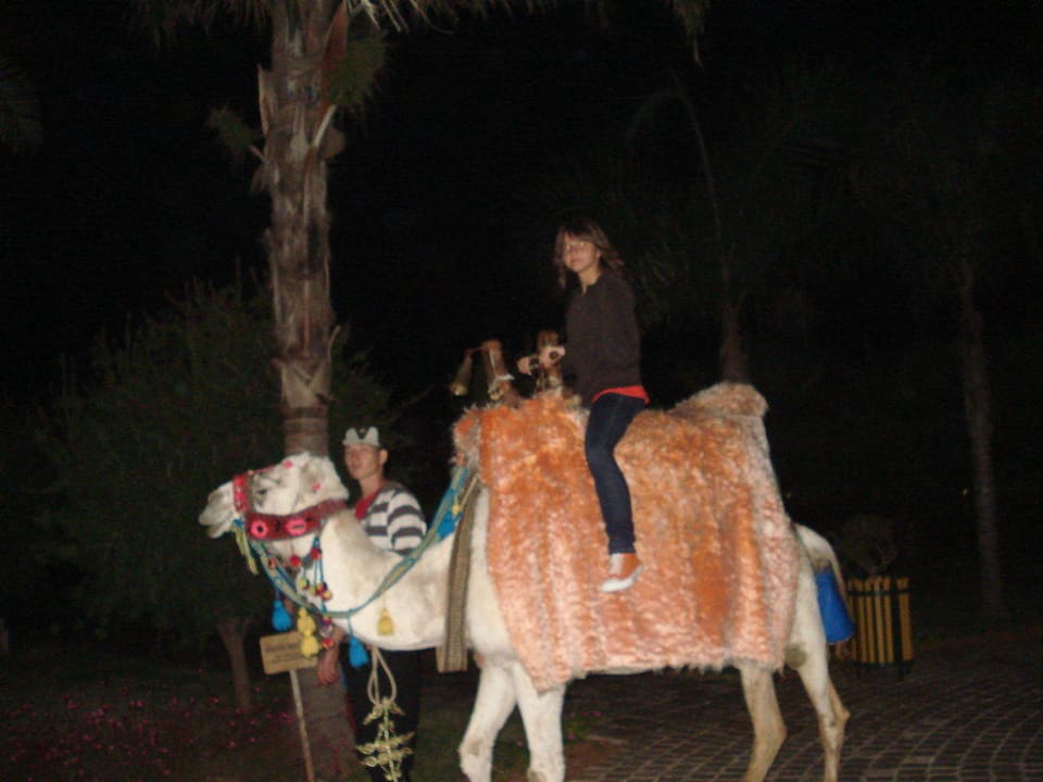 Türkischer Abend Calimera Serra Palace