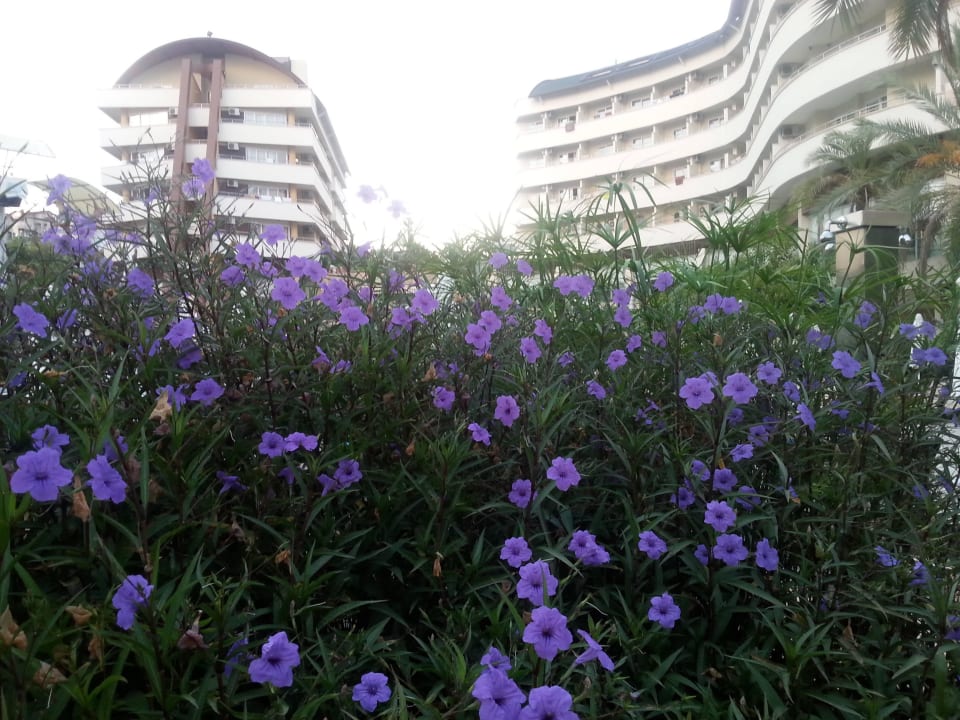 Schöne Bepflanzung Alaiye Resort & Spa