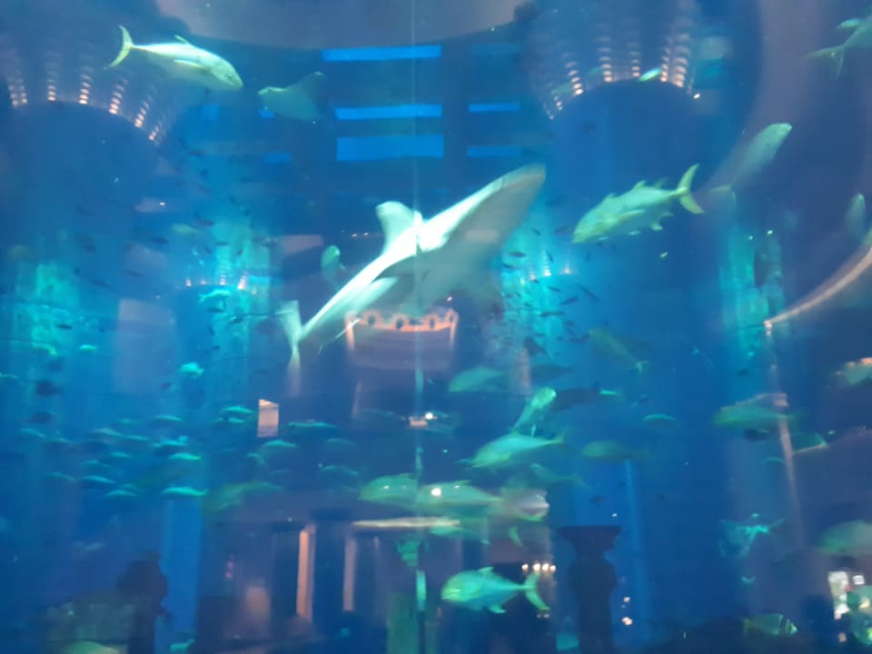 Sport & Freizeit Atlantis, The Palm