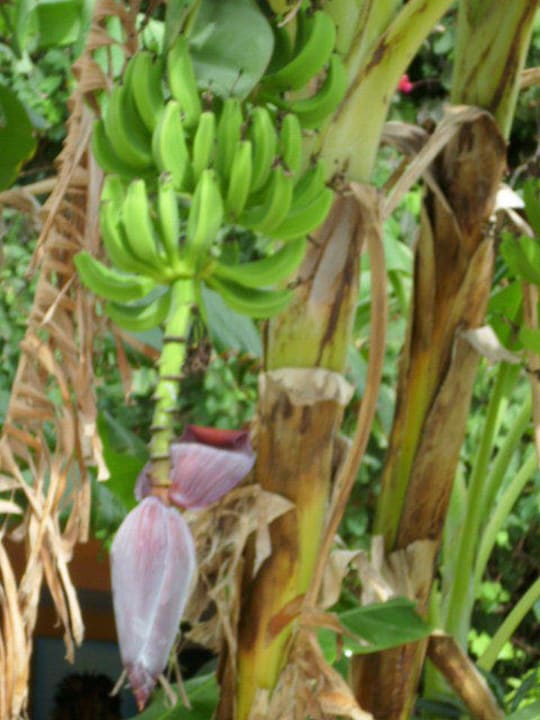 Exotische Pflanzen.... Hotel African Queen