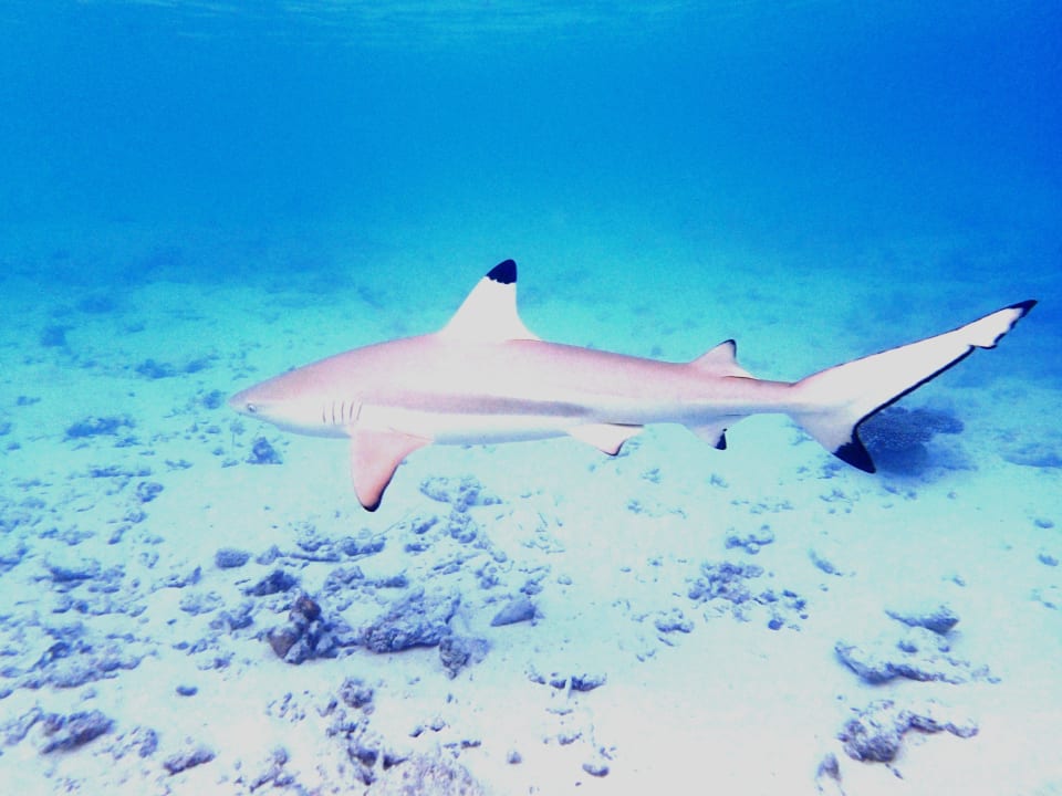 Schwarzspitzenriffhaie in der Lagune Kuramathi Maldives