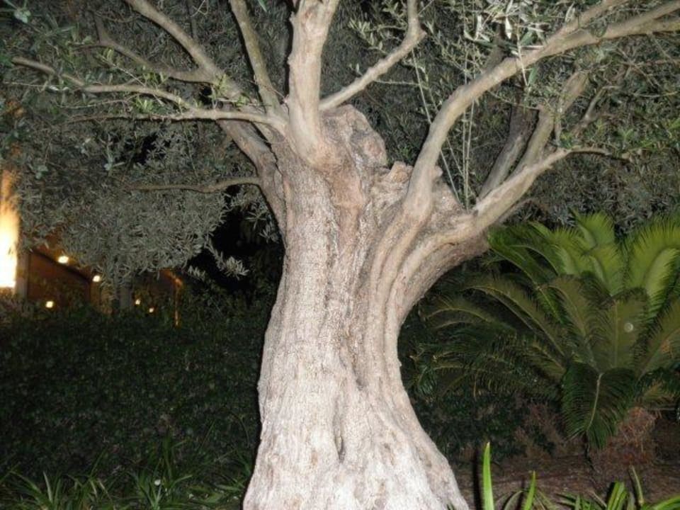 Bäume Zafiro Mallorca