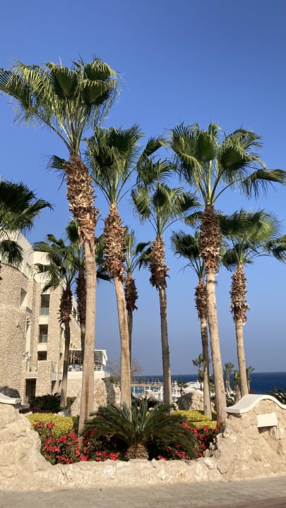 Gartenanlage Pickalbatros Citadel Resort