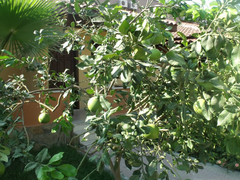 Gartenanlage Özlem Garden Hotel