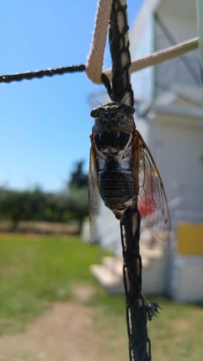 Cykada Kolymbia Sun Family Resort