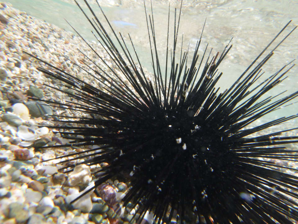 Sport & Freizeit Pickalbatros Sea World Resort - Marsa Alam