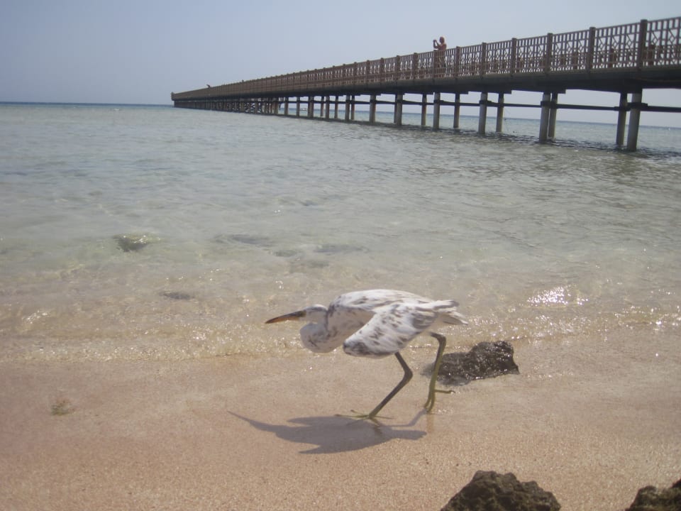 Strand Makadi Spa - Adults only