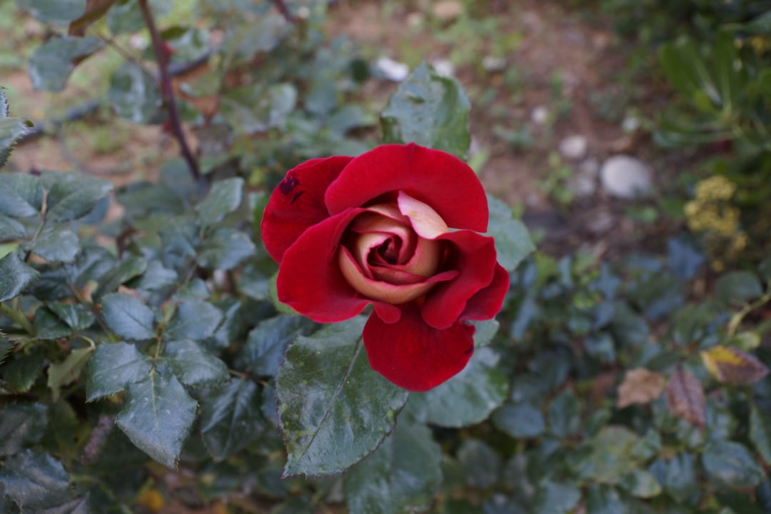 Der Gärtner gibt sich mühe. Nefeli Hotel Rethymno