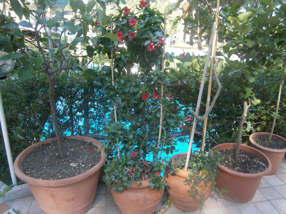 Grünpflanzen beim Hotel Hotel Abbazia