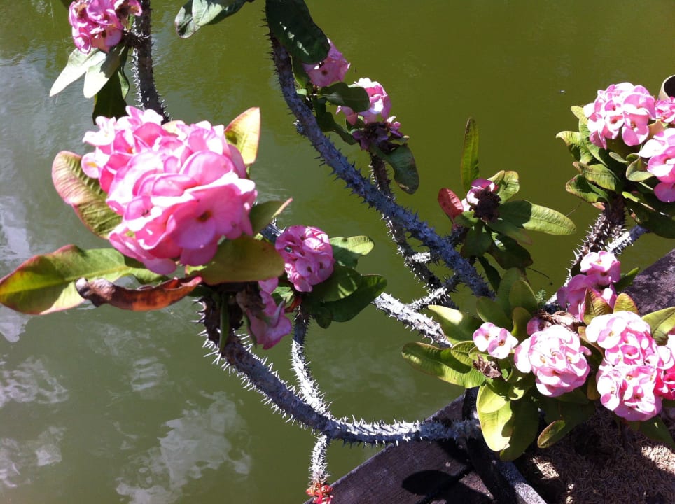 Blumen Hotel The Spa Resort - Koh Chang