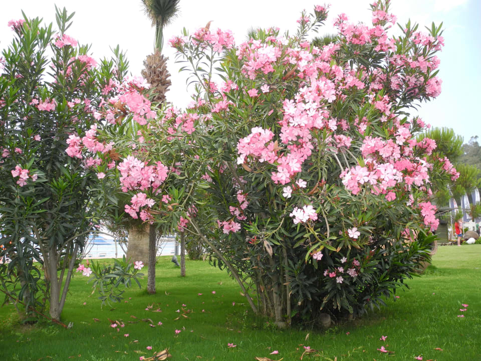 Gartenanlage Paloma Pasha