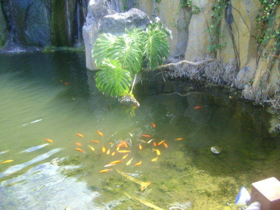 Jeziorko La Palma Princess