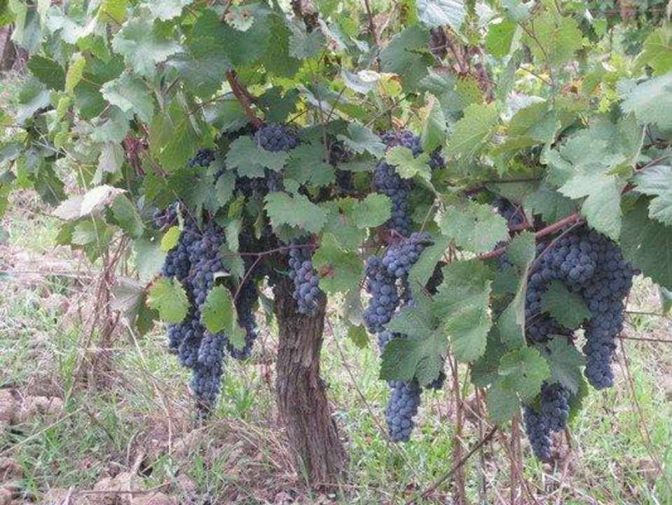 Our grapes Agriturismo Martignana Alta