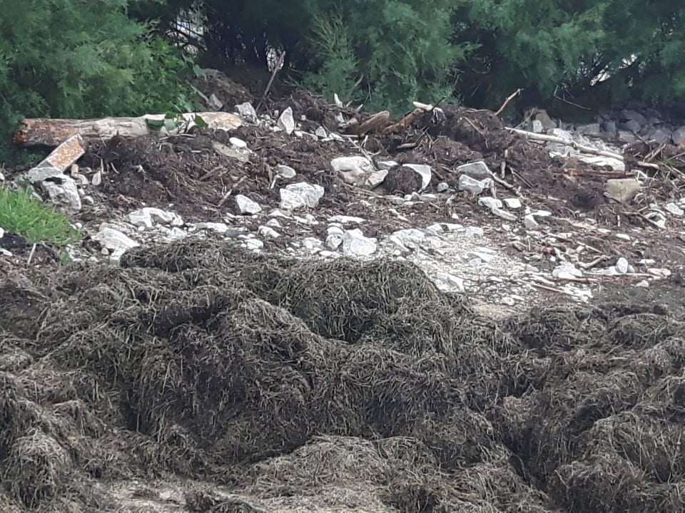 An einem ende vom Strand das stinkende Gras gelage Marina Julia Family Collection