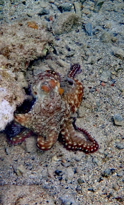 Sport & Freizeit Utopia Beach Club