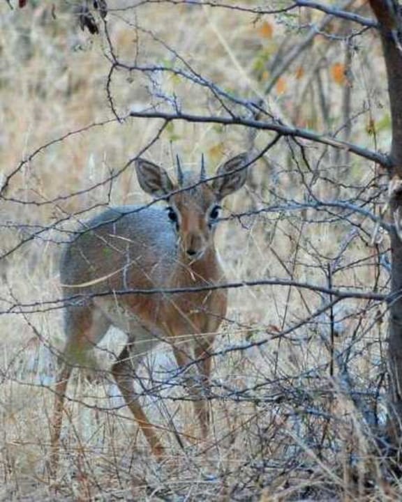 Game Drive at Epacha Reserve Hotel Eagle Lodge & Spa