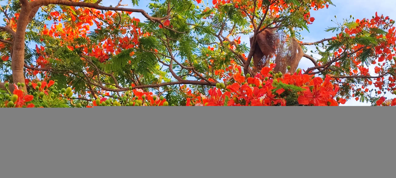 Gartenanlage Stella Beach Resort & Spa Makadi Bay